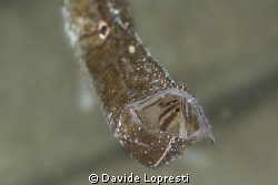 Pipe fish with isopods by Davide Lopresti 
